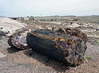 Giant logs FP (15).JPG